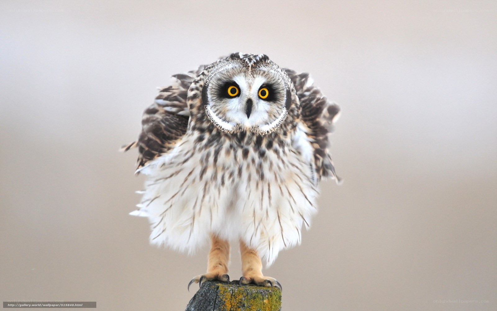 owl with yellow eyes