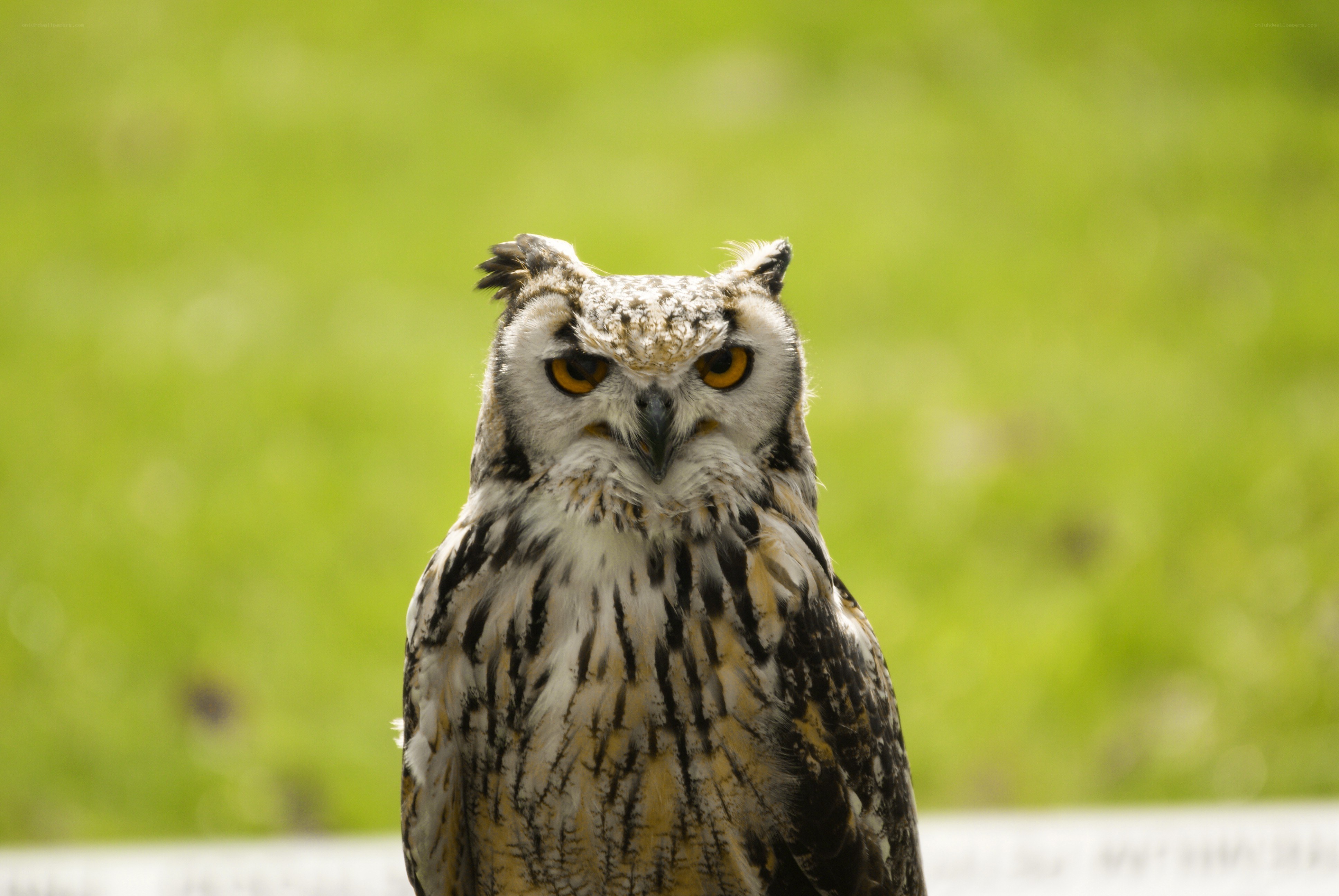 Owl with yellow eyes