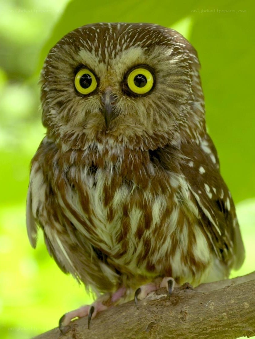 owl with yellow eyes