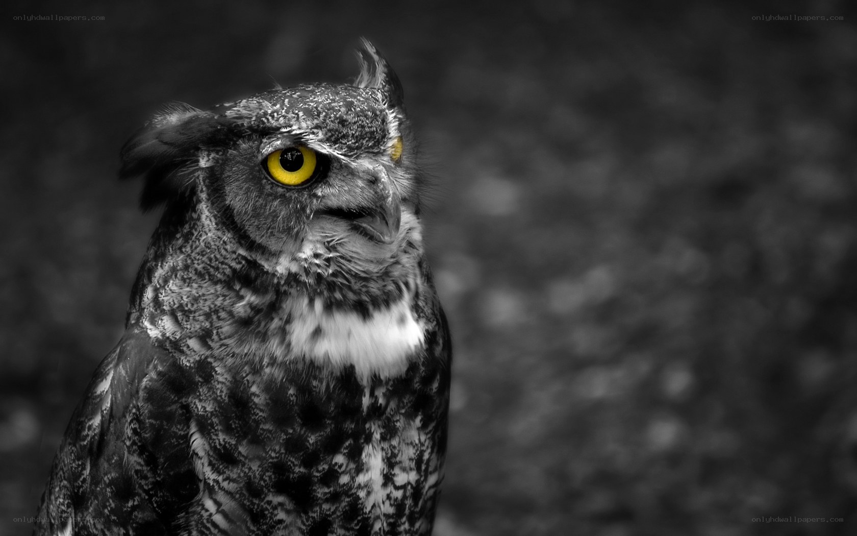 owl with yellow eyes