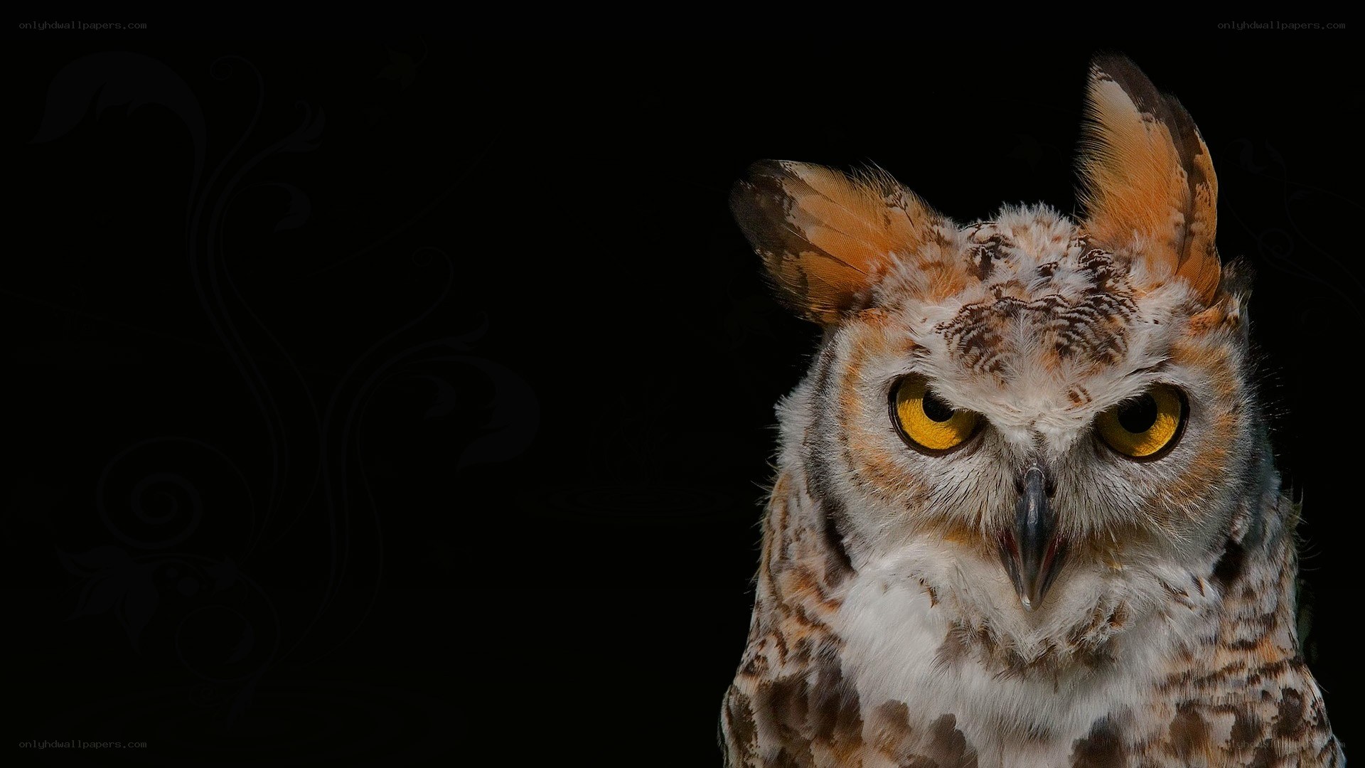 owl with yellow eyes