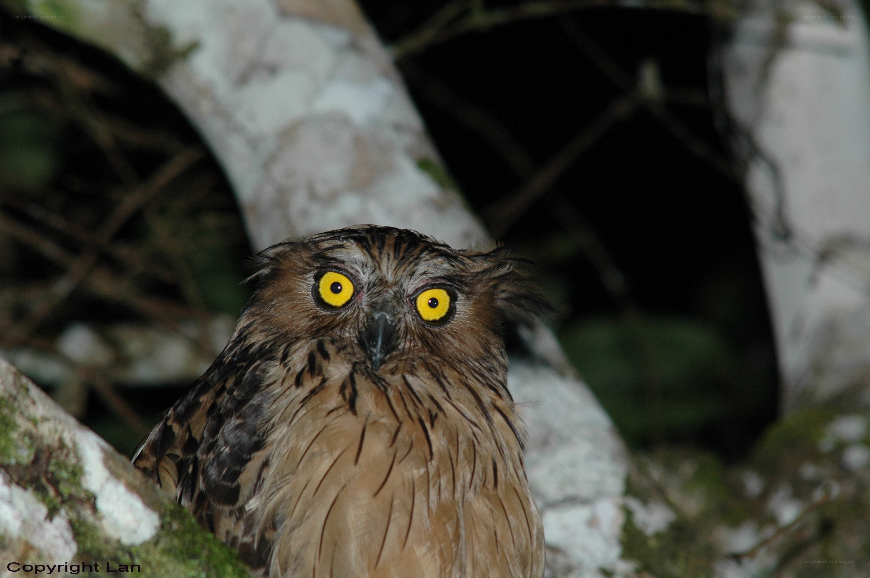 owl with yellow eyes at night