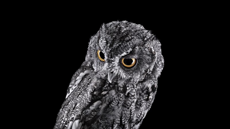 Owl with Yellow Eyes — Black, Dramatic