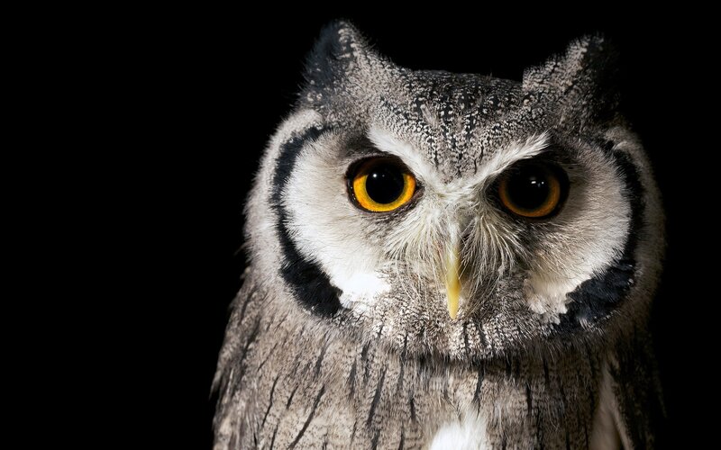 Owl with Yellow Eyes — Black, Intense, Photograph