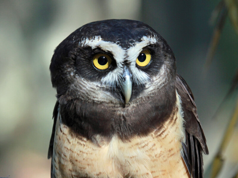 Owl with Yellow Eyes — Black, Intense, Photograph, Yellow Eyes