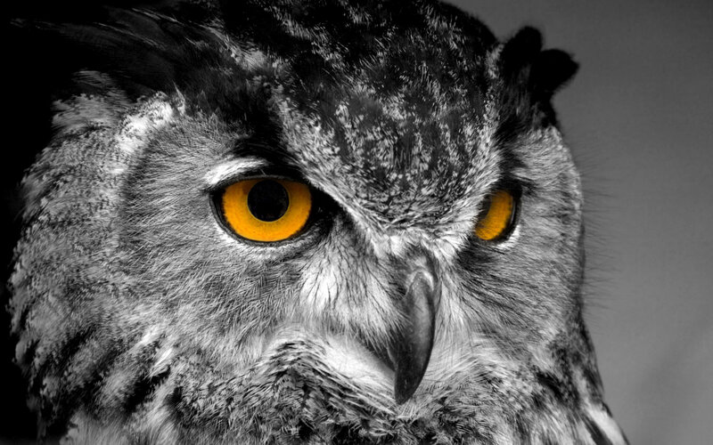Owl with Yellow Eyes — Black, Intense