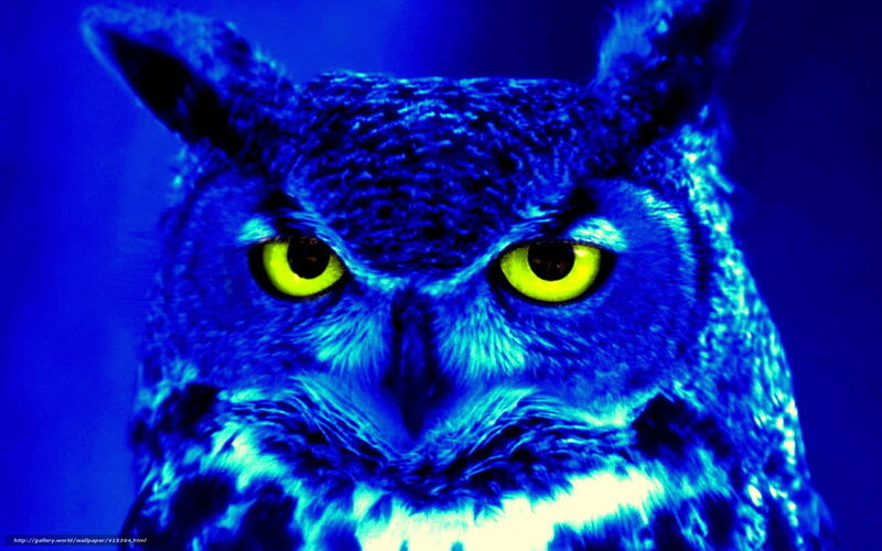 Owl with Yellow Eyes — Blue, Intense