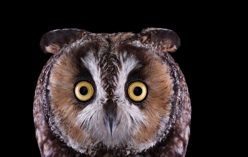 Owl with Yellow Eyes — Brown, Intense, Photograph