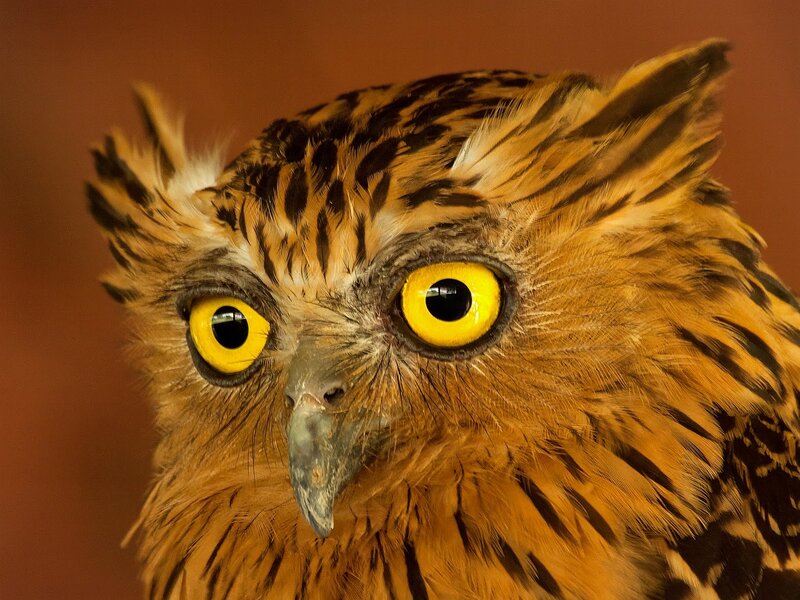 Owl with Yellow Eyes — Brown