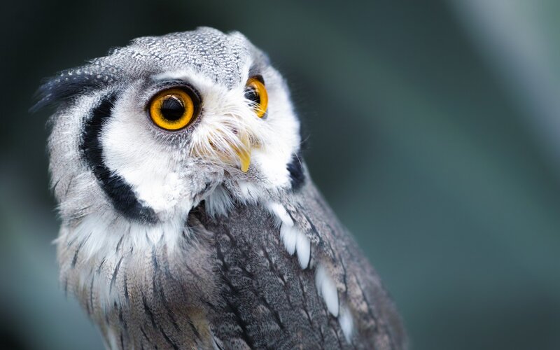 Owl with Yellow Eyes — Gray, Alert