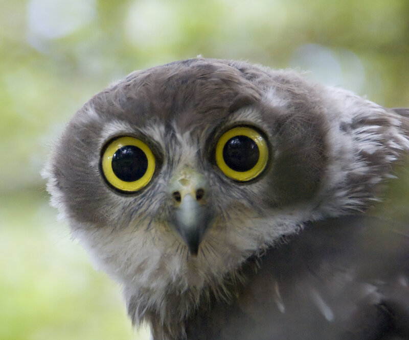 Owl with Yellow Eyes — Gray, Curious