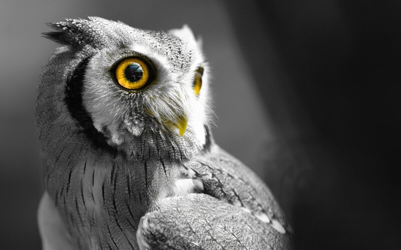Owl with Yellow Eyes — Gray, Dramatic, Photograph