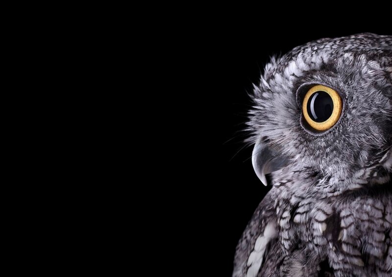 Owl with Yellow Eyes — Gray, Dramatic