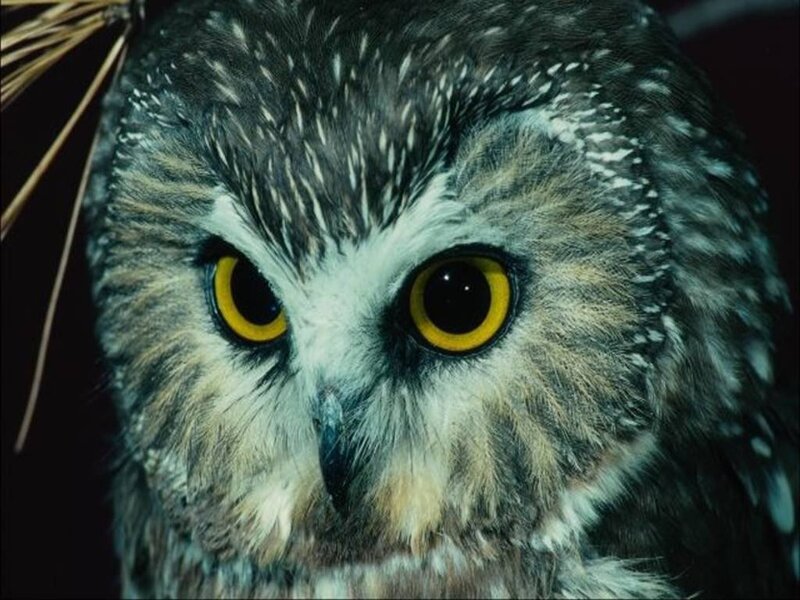 Owl with Yellow Eyes — Gray