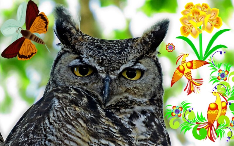 Owl with Yellow Eyes — Gray, Vibrant