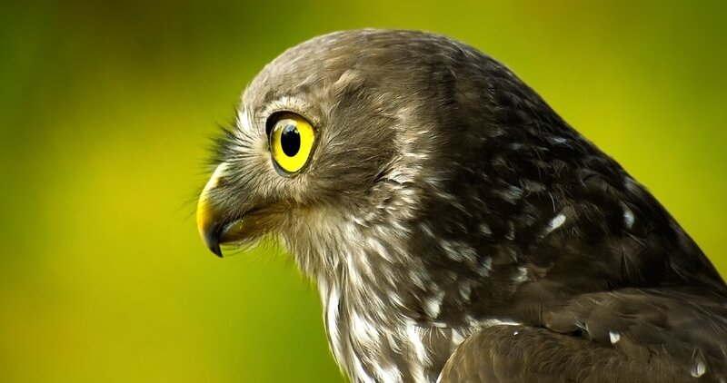 Owl with Yellow Eyes — Green