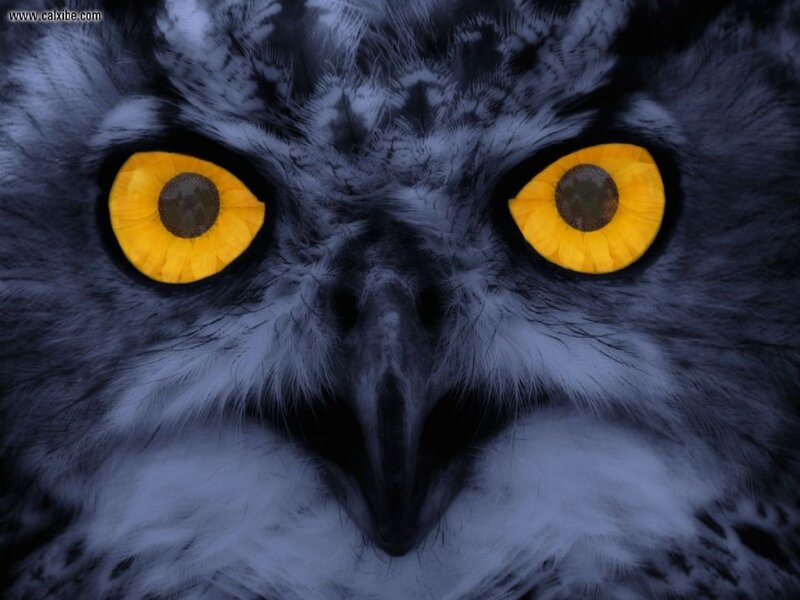Owl with Yellow Eyes — Intense, Night