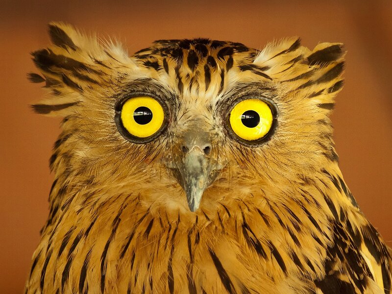 Owl with Yellow Eyes — Intense, Photograph