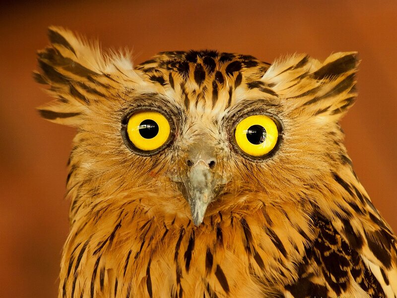Owl with Yellow Eyes — Intense
