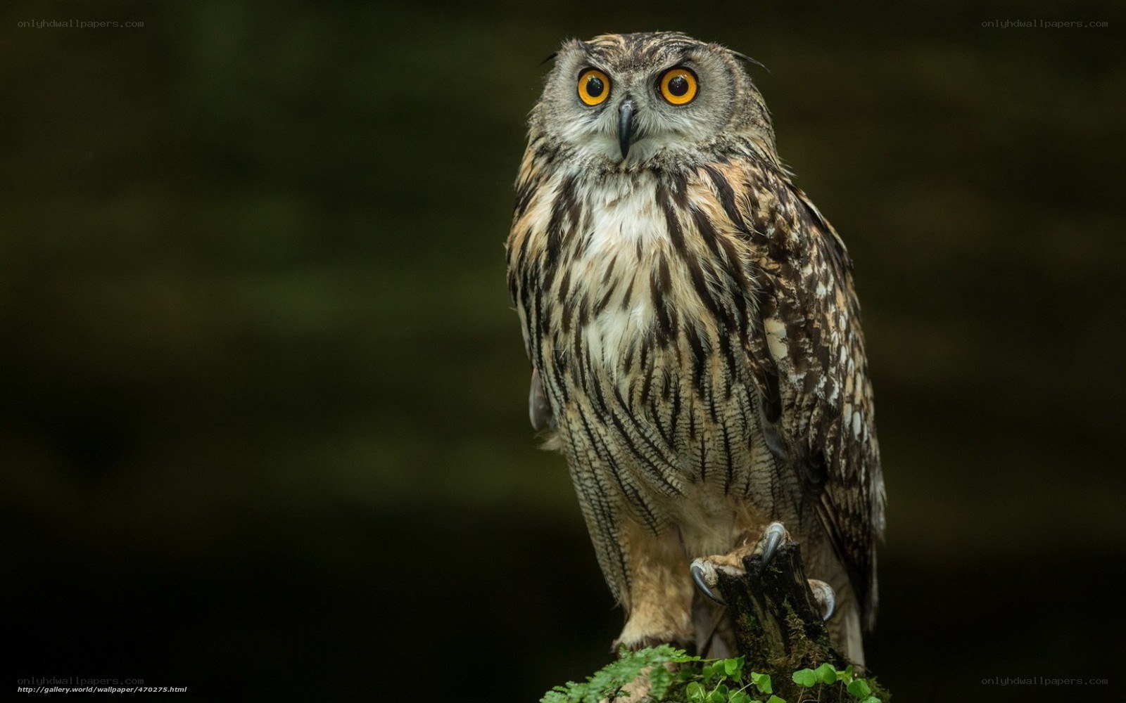 Owl with yellow eyes