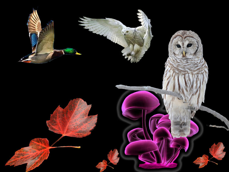Owls and Birds Collage