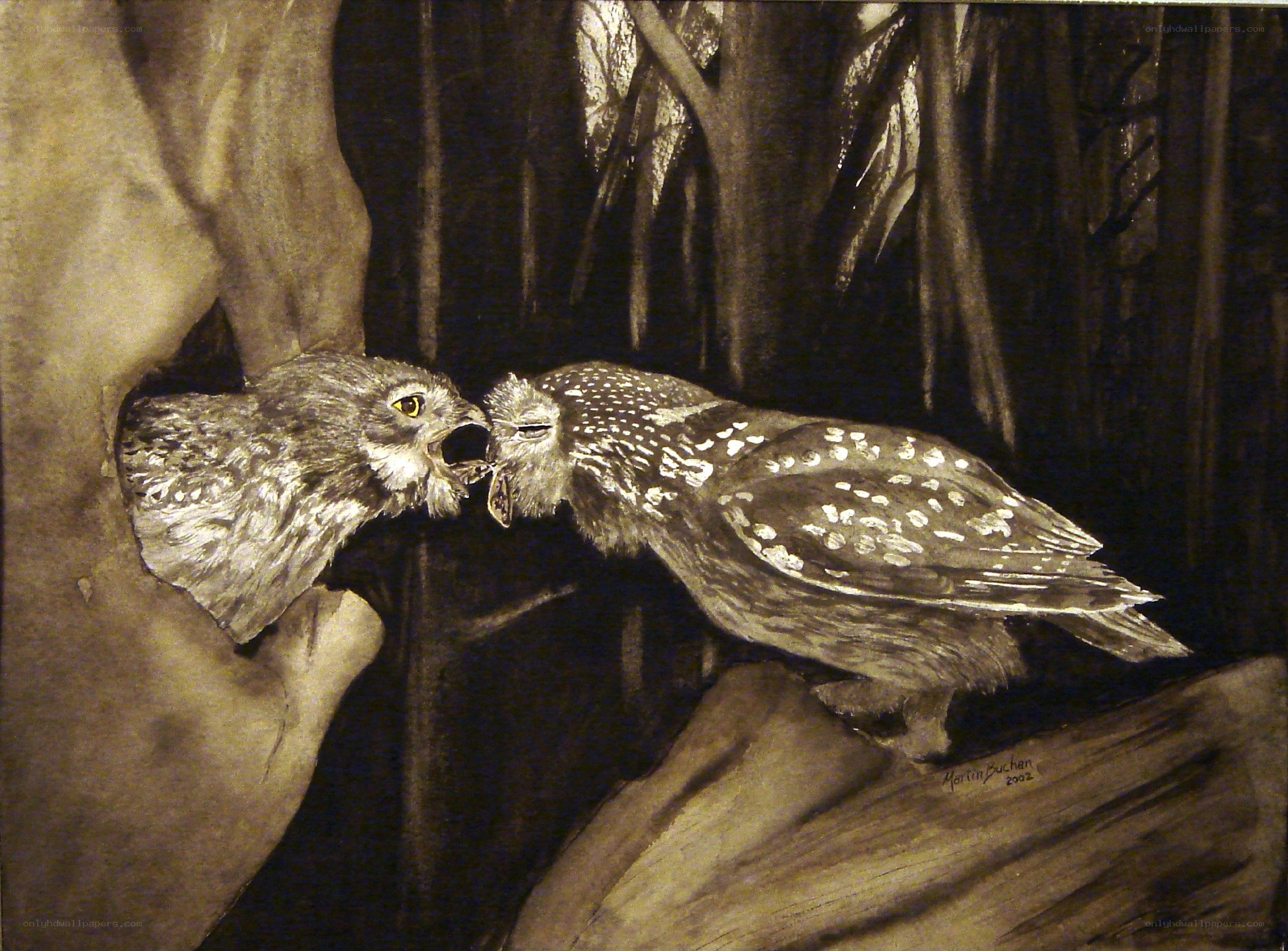 Owls feeding in a tree