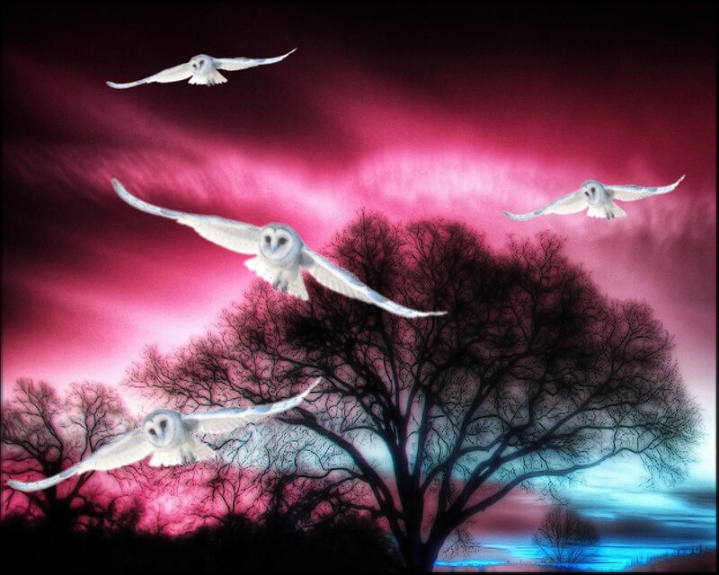 Owls flying at dusk