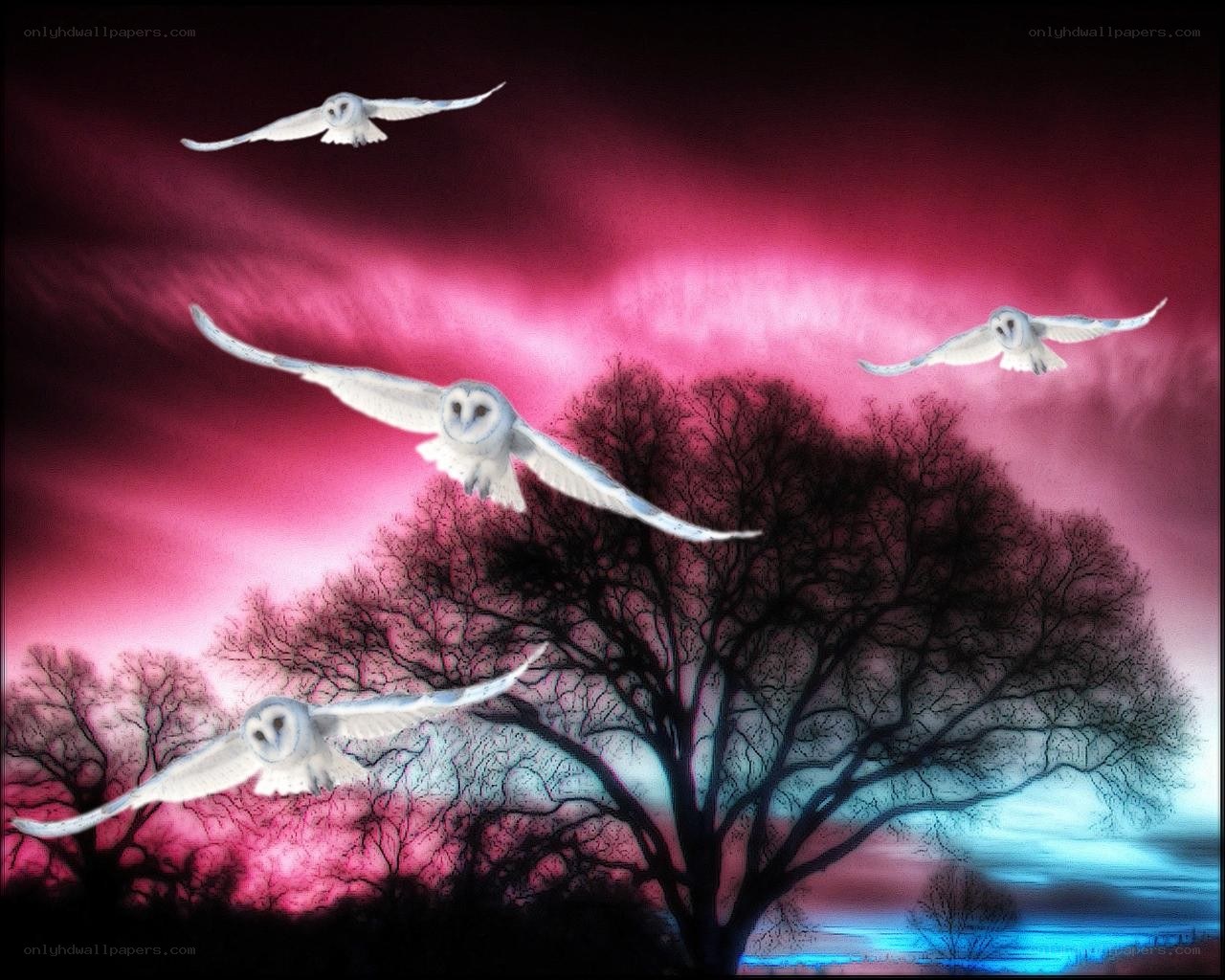Owls flying at dusk