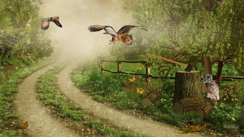 Owls in a Forest
