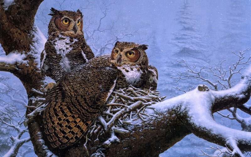 Owls in a snowy nest
