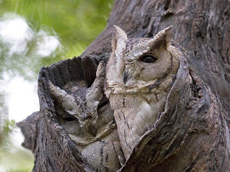 Owls in a tree hollow