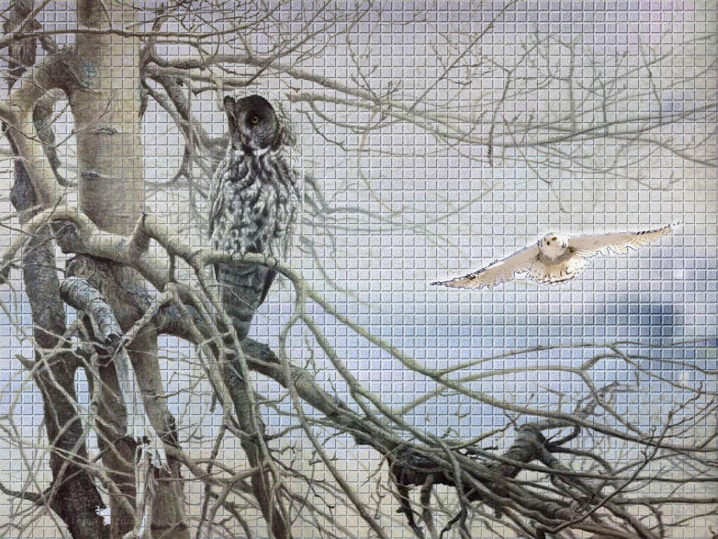 Owls in a winter forest
