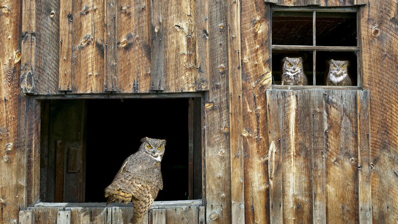 Owls in a wooden barn