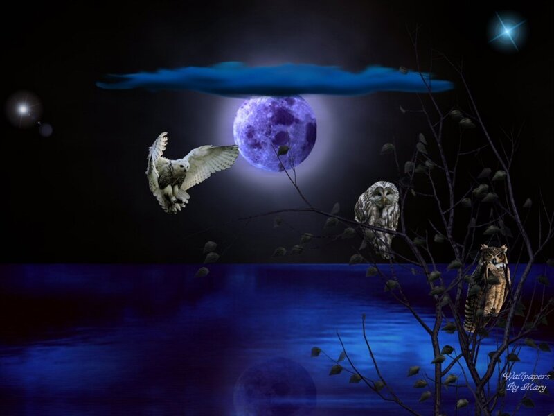 Owls in Night Scene