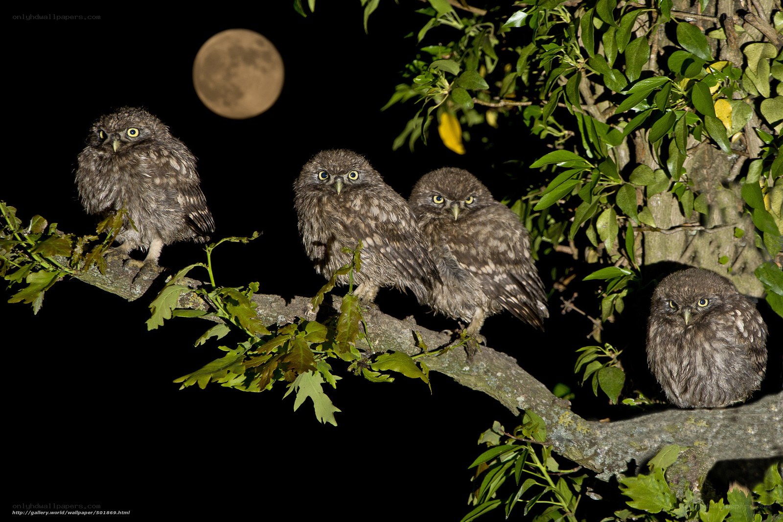 Owls on a branch at night