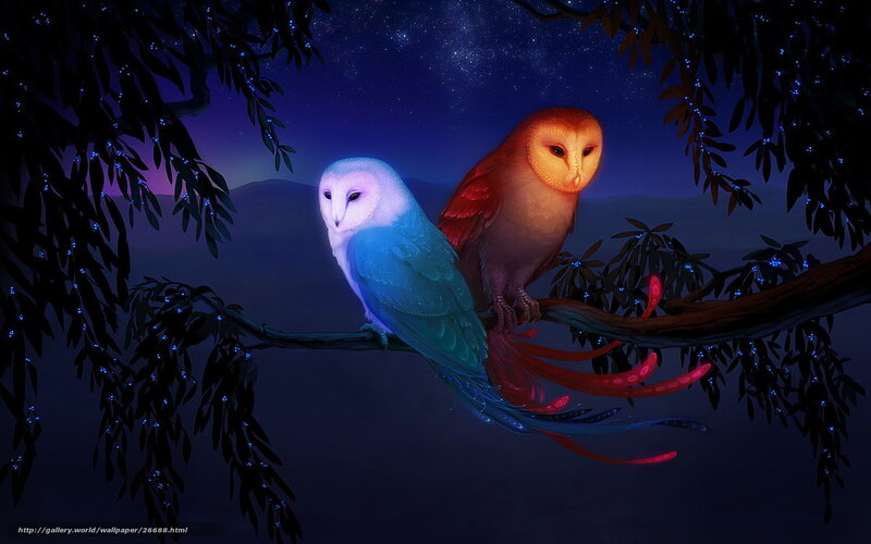 Owls on a starry night