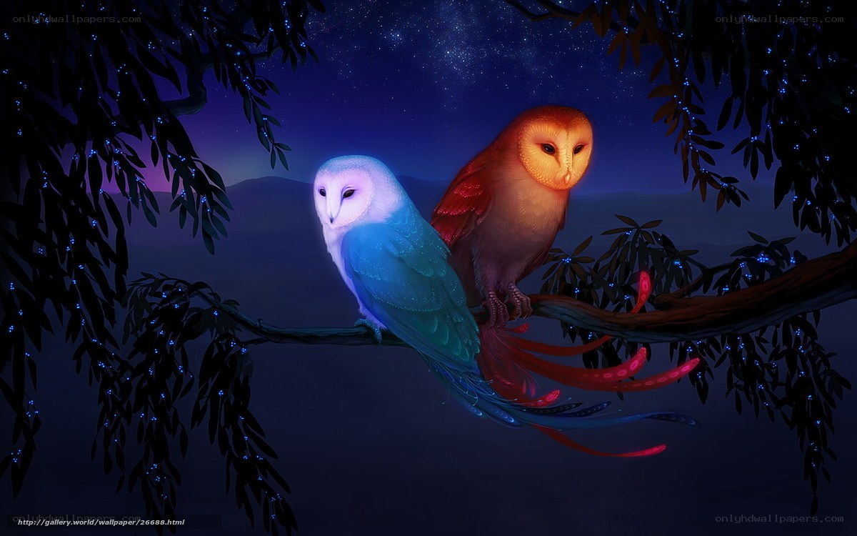 Owls on a starry night