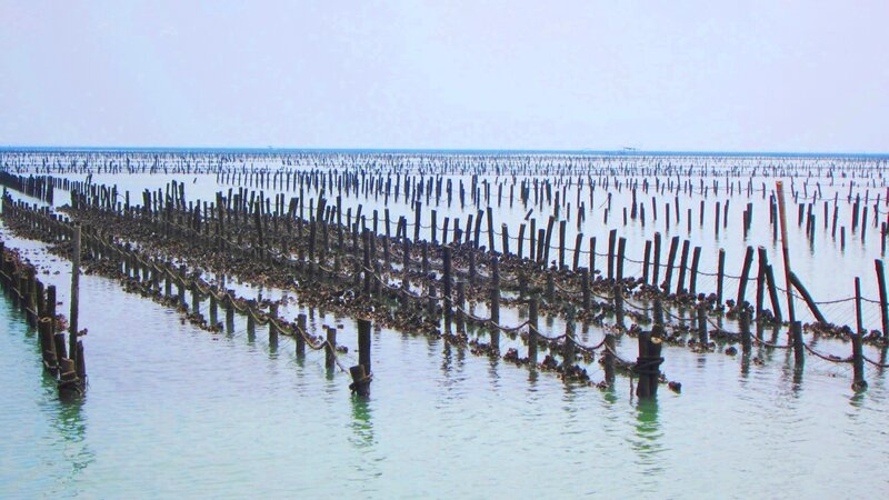 Oyster Farm in Water