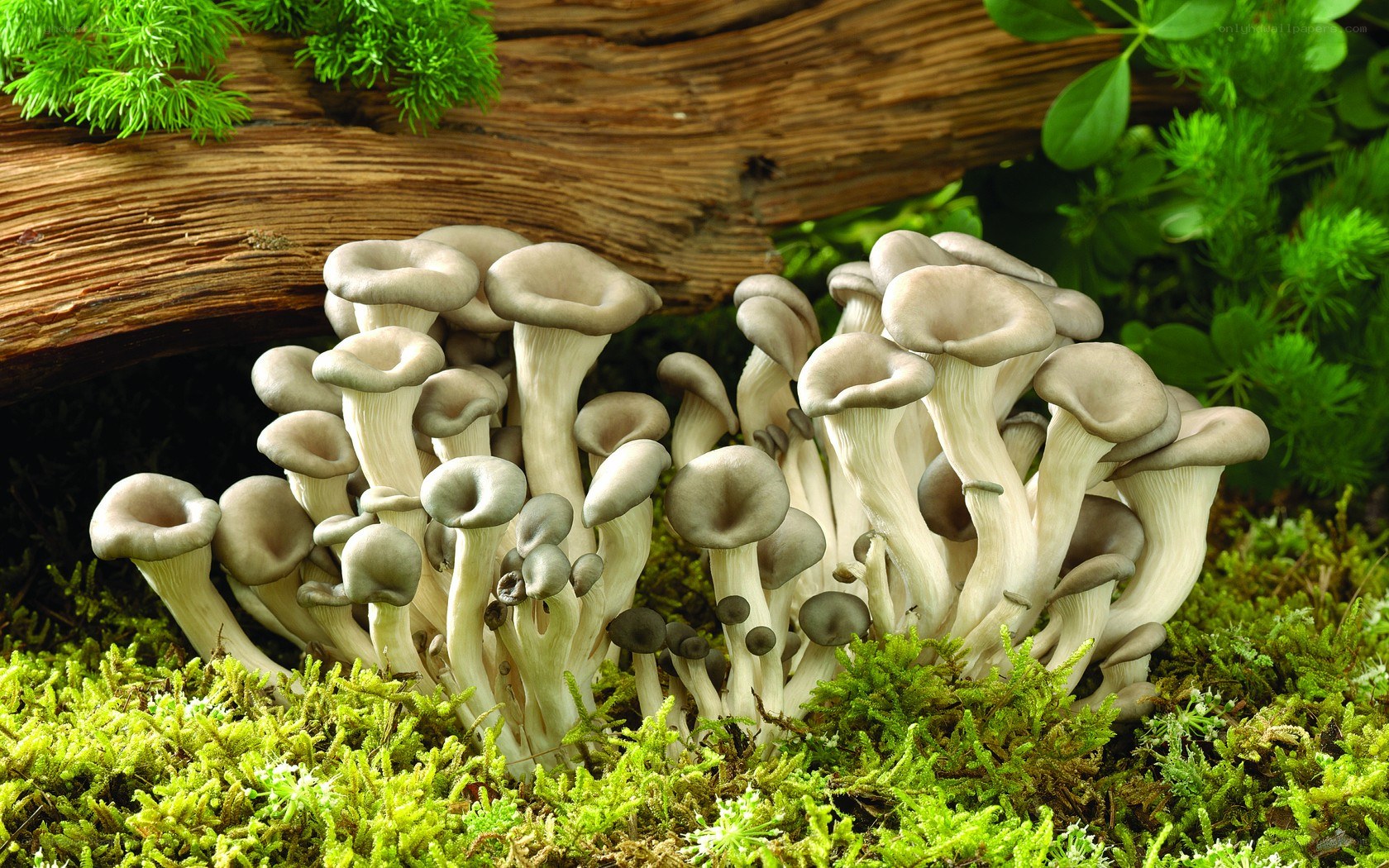 Oyster mushrooms on moss
