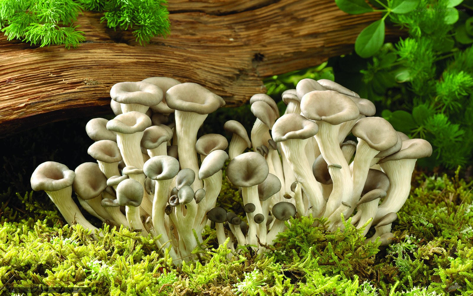 Oyster mushrooms on moss