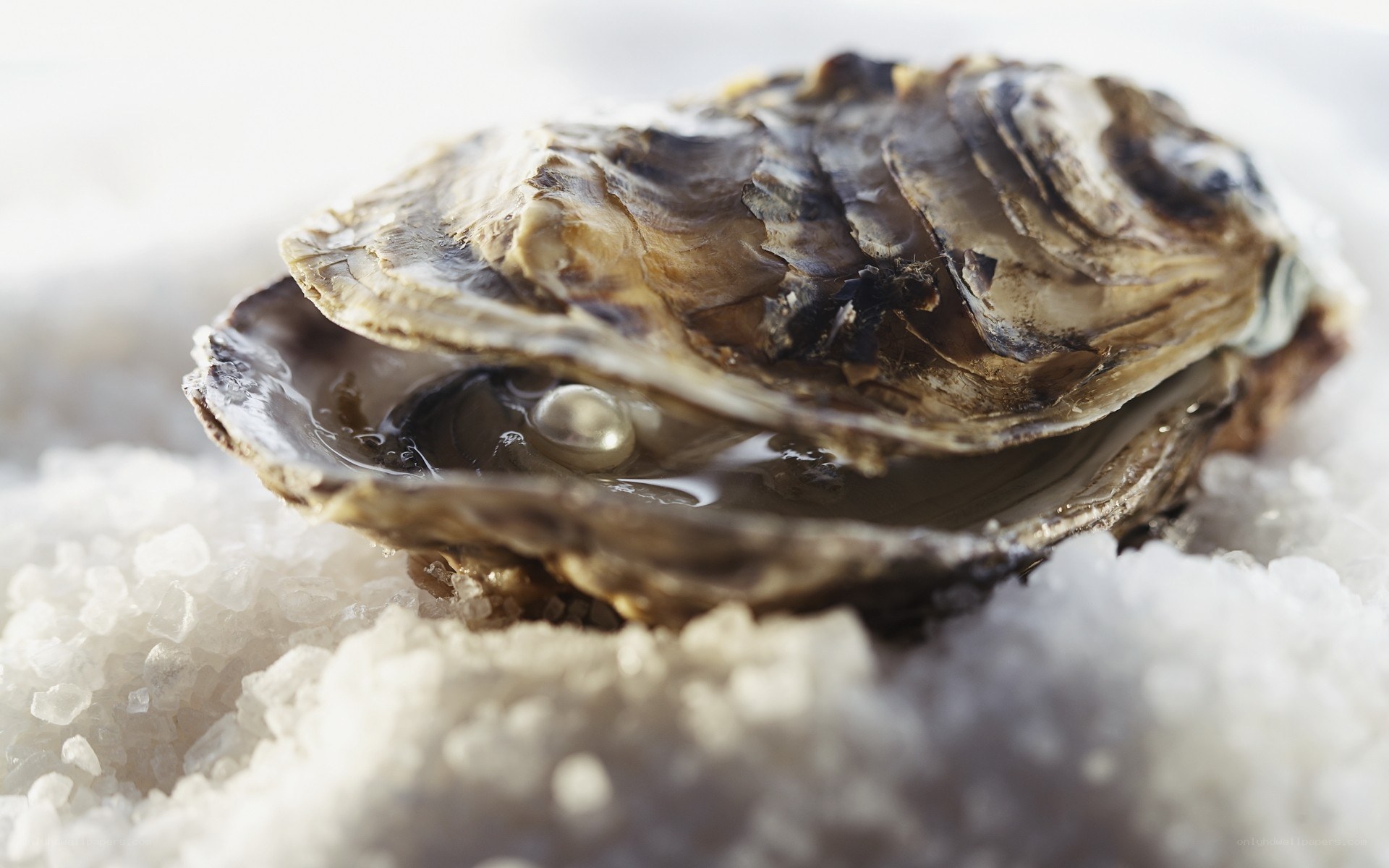 oyster on crushed ice