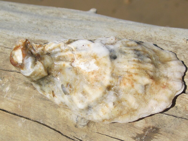 oyster shell on driftwood