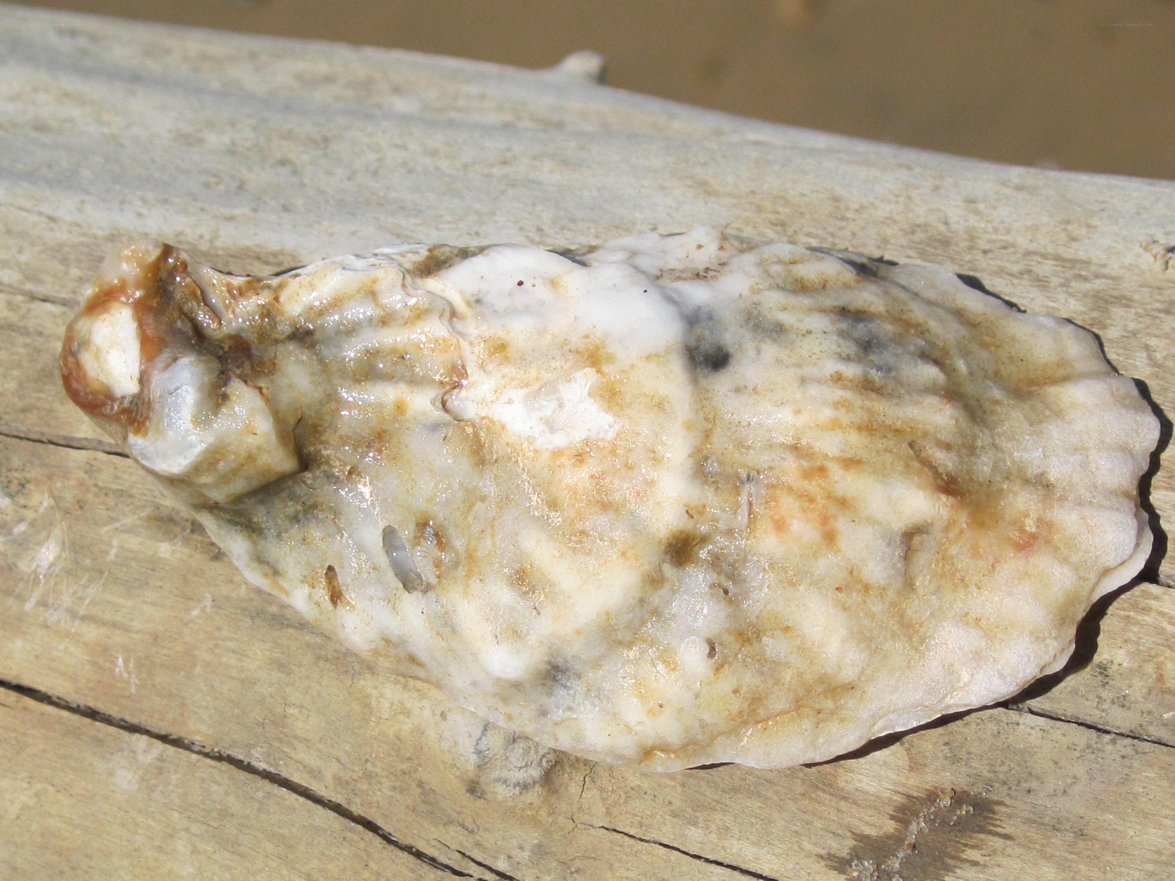 oyster shell on driftwood
