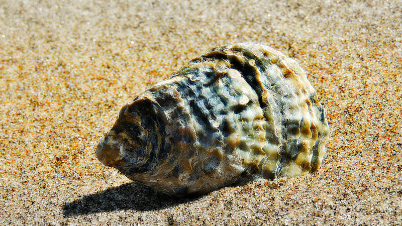 Oyster Shell on Sand
