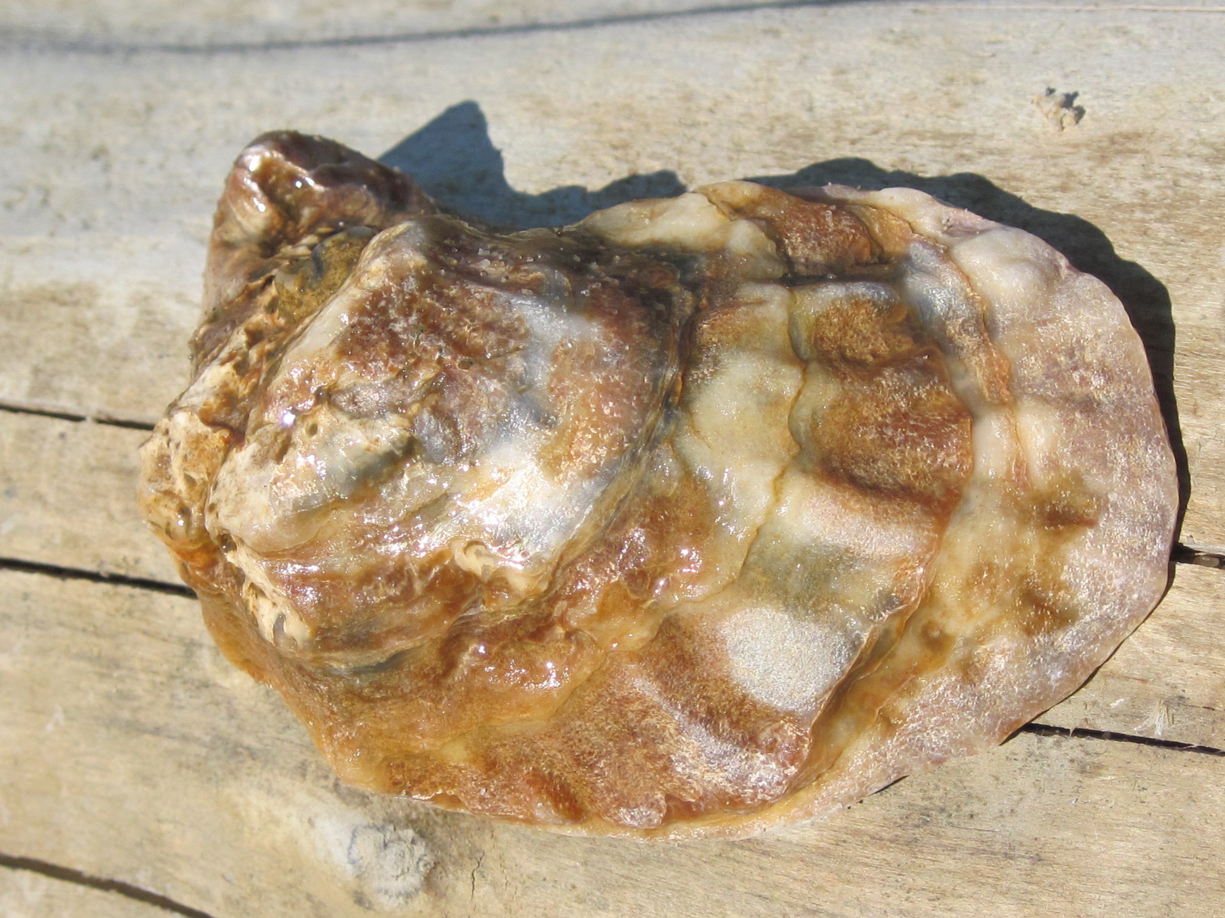 oyster shell on wooden surface