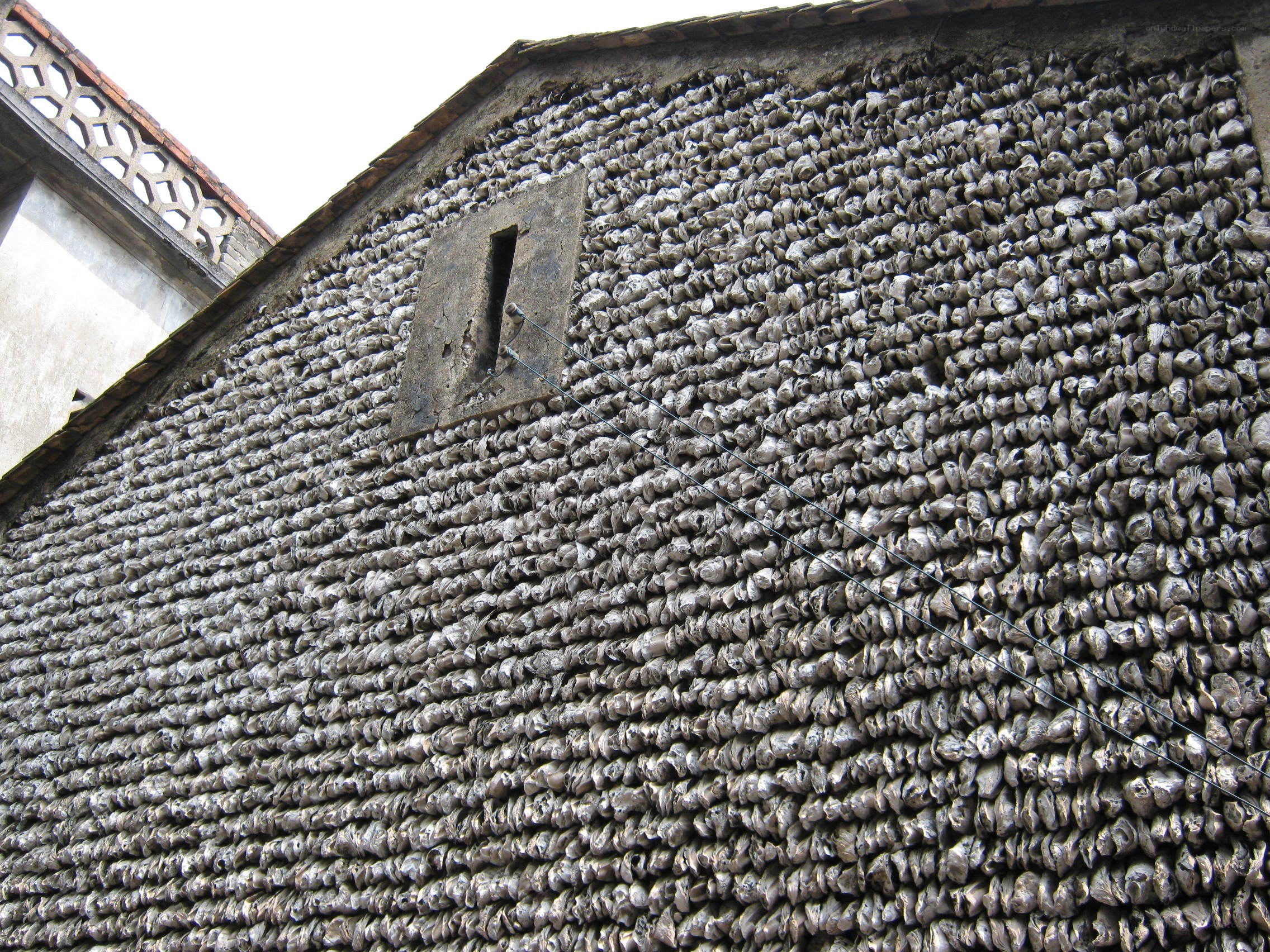 oyster shell wall
