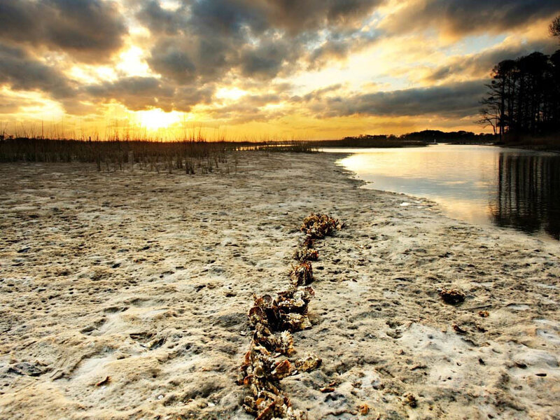 Oyster Shells on Beach