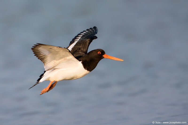 oystercatcher in flight