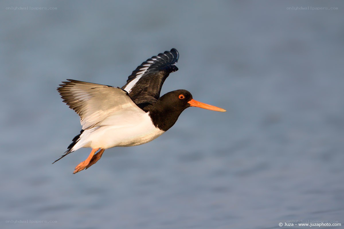 oystercatcher in flight