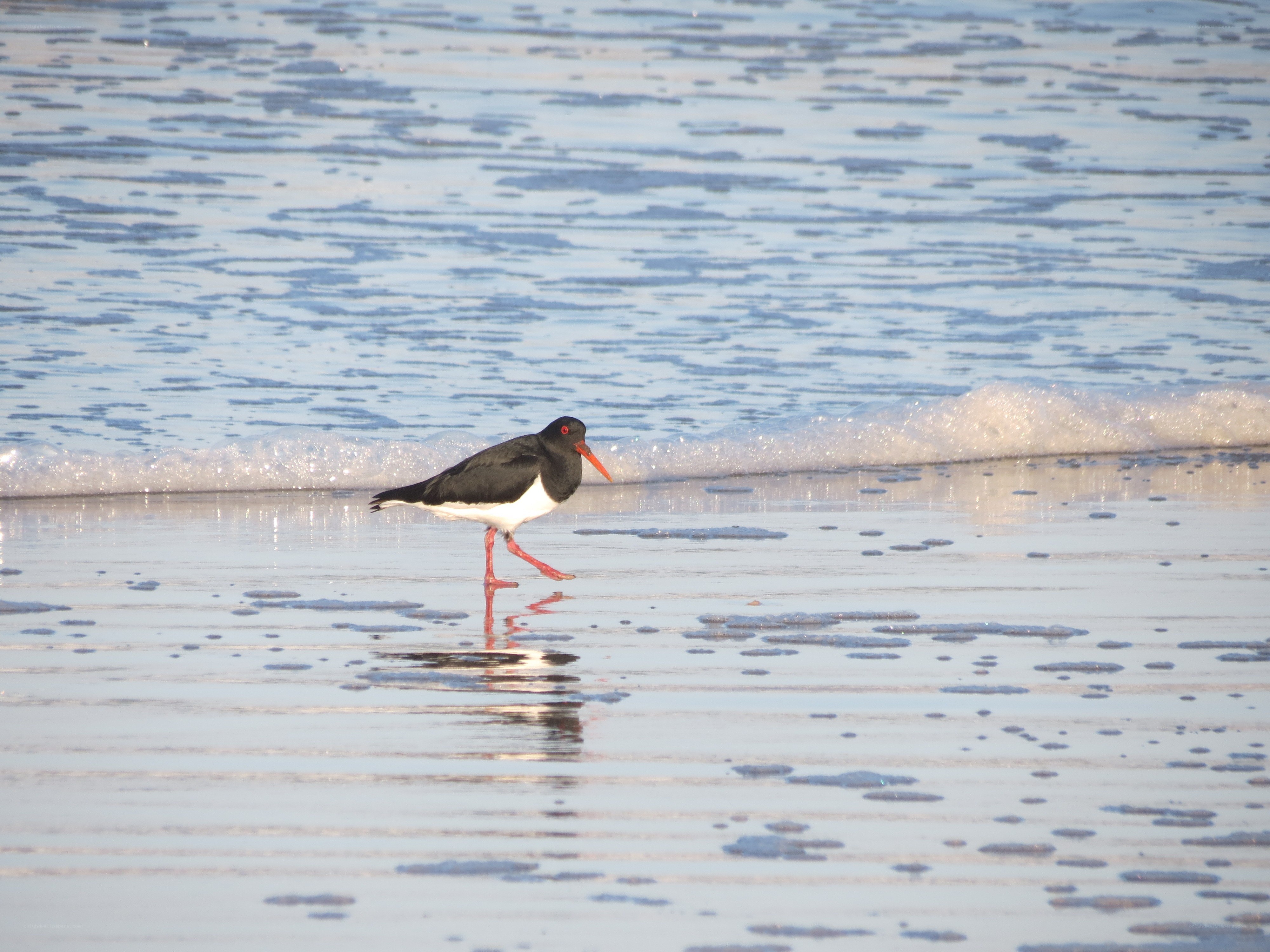 oystercatcher on the beach